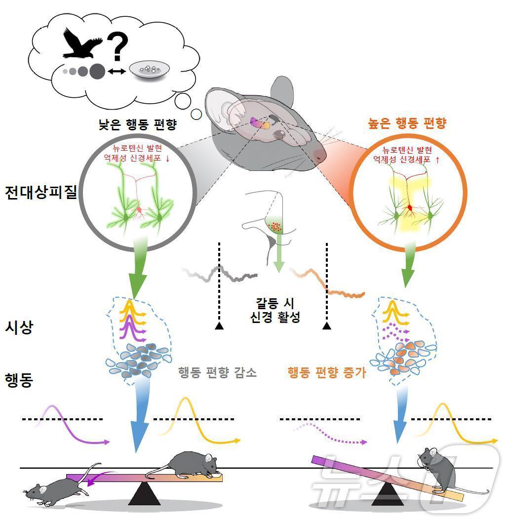 극한 상황 의사결정 돕는 뇌 회로 원리 규명 - 뉴스1