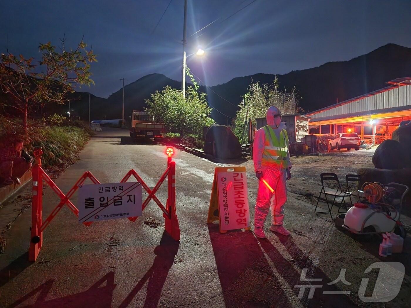 본문 이미지 - 경북 상주의 한 한우농장에서 19일 소 럼피스킨 확진이 확인돼 방역 당국이 긴급 초동방역을 하고 있다. &#40;경북도 제공&#41; 2024.10.19/뉴스1