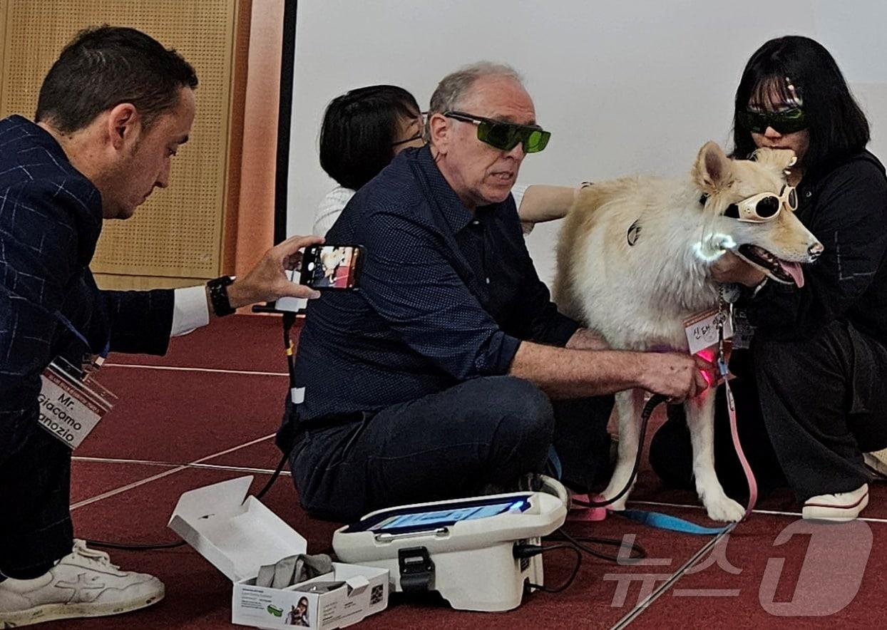 본문 이미지 - 패트릭 허봇 수의사가 20일 서울 광진구 세종대학교 대양 AI센터에서 열린 제9회 한국동물재활학회 콘퍼런스에서 레이저 치료 시연을 하고 있다. ⓒ 뉴스1