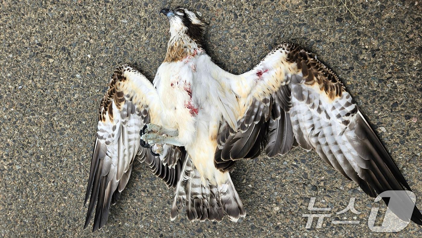 멸종위기 야생생물 2급인 물수리 한마리가 20일 오후 경북 경주시 강동면 국당교 인근에 죽은 채 발갼됐다. 물수리 사체를 확인한 국립생태자원관 관계자는 &#34;머리와 날개 부분에 강한 충격으로 죽은 것으로 보인다＂고 밝혔다. &#40;독자제공 제공&#41; 2024.10.20/뉴스1 ⓒ News1 최창호 기자