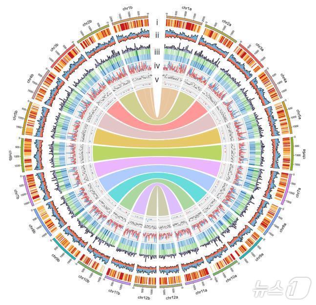 본문 이미지 - 정이품송 표준유전체 지도. /뉴스1
