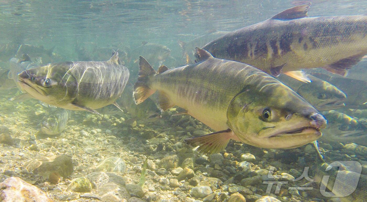 본문 이미지 - 연어.(양양군 제공) 2024.10.21/뉴스1