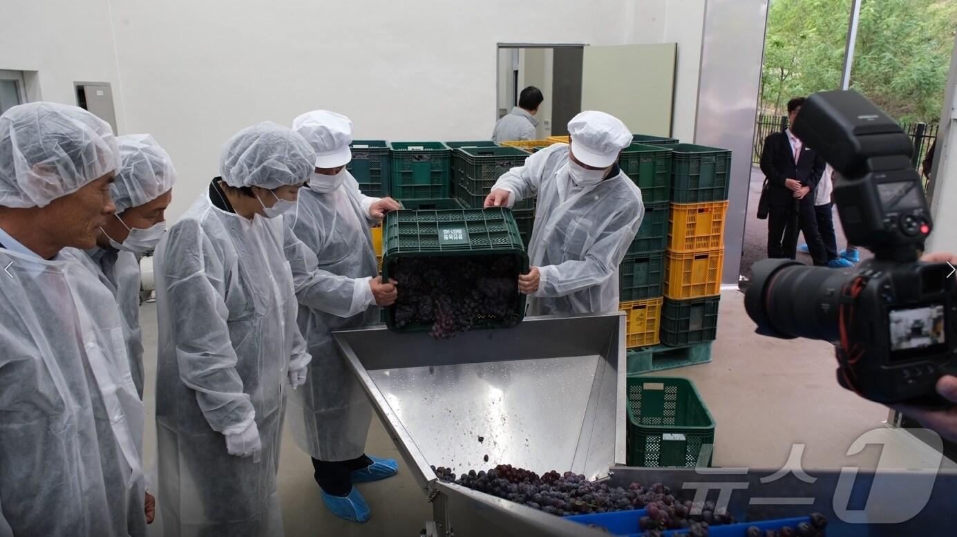 본문 이미지 - 충북 영동와인공장이 가동식을 열고 운영에 들어갔다. (영동군 제공) /뉴스1 