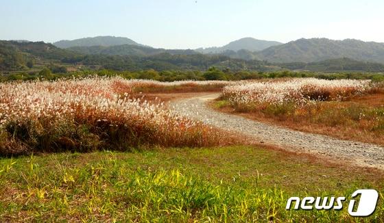 본문 이미지 -  22일 충북 충주시는 오는 26~27일 앙성면 비내섬 일원에서 2024 비내섬 축제를 연다고 밝혔다. 사진은 비내섬의 가을 풍경.(자료사진)/뉴스1