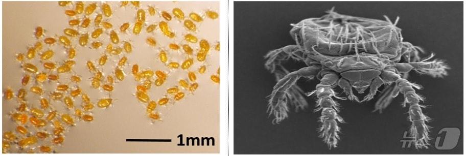 본문 이미지 - 쯔쯔가무시균 매개 주요 털진드기. 왼쪽은 털진드기 유충. 오른쪽은 털진드기 유충 전자현미경 사진. (질병청 제공)
