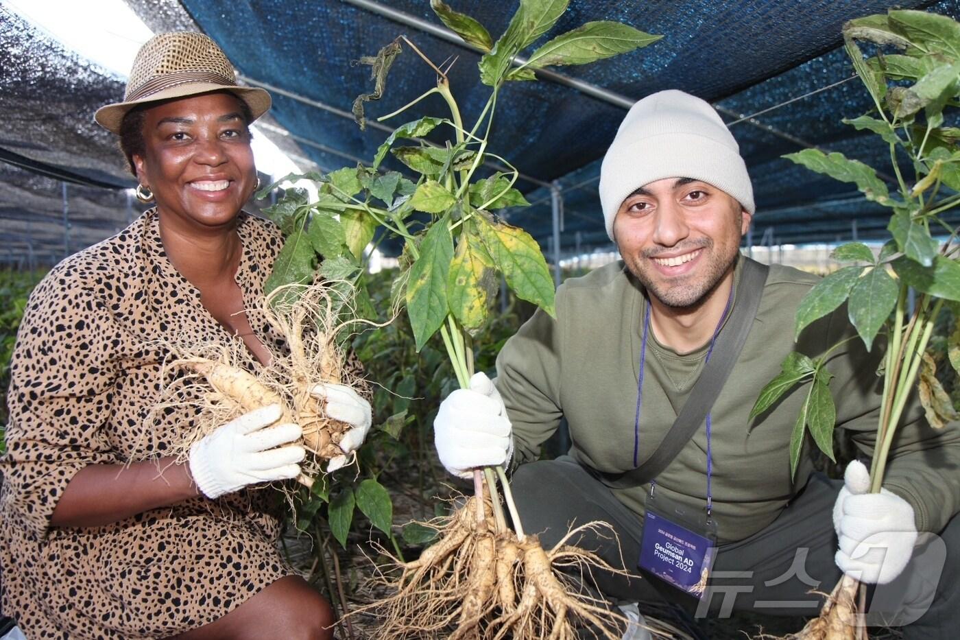 본문 이미지 - 금산세계인삼축제를 찾은 외국인 부부가 인삼캐기체험에 참가해 채굴한 인삼을 들어보이고 있다.(금산군 제공) 