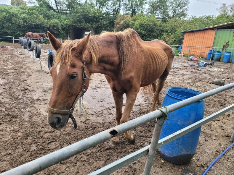 본문 이미지 - 충남 공주시의 한 불법 축사에 퇴역마가 방치된 모습 (비글구조네트워크 제공) ⓒ 뉴스1