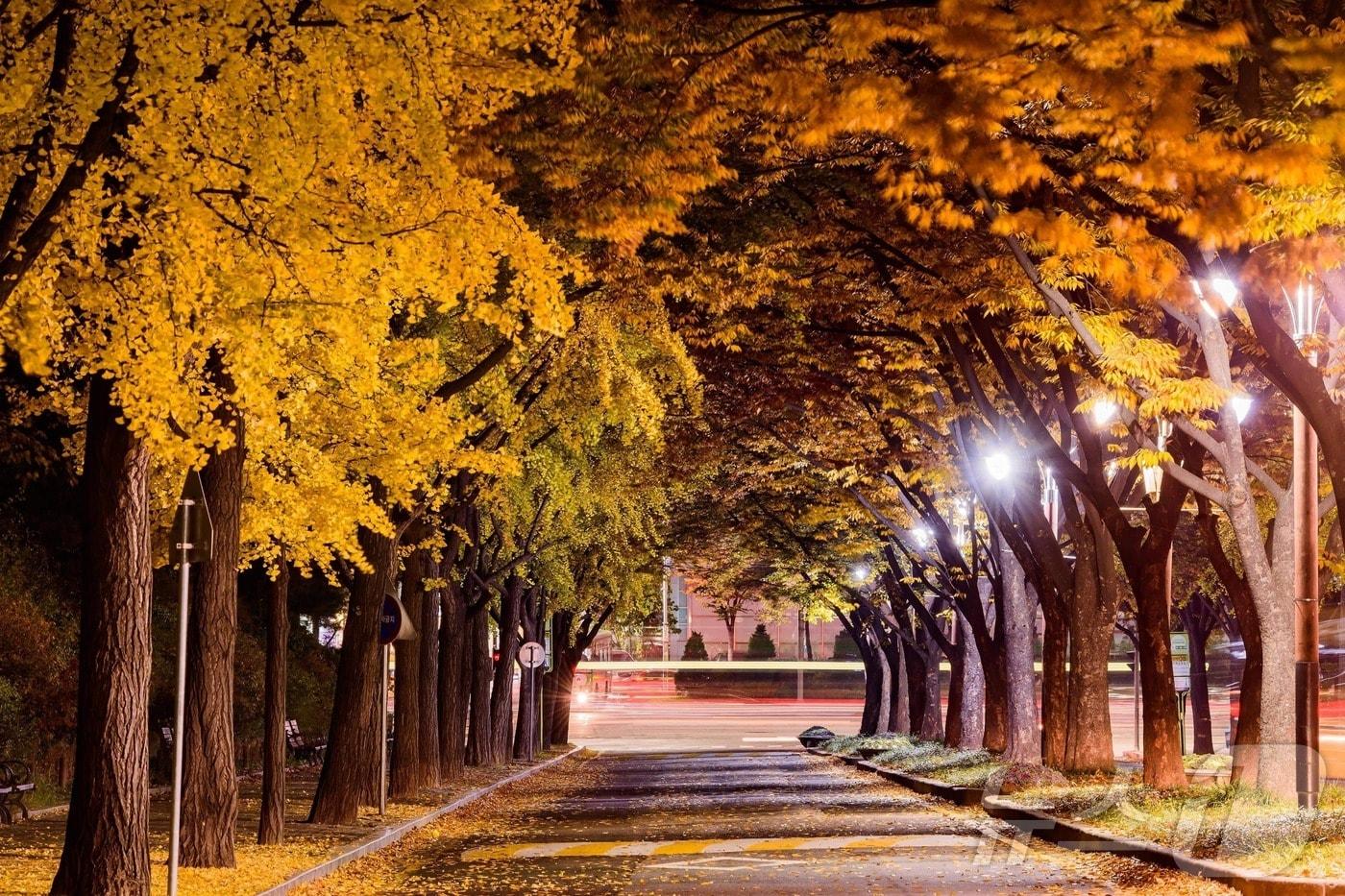 본문 이미지 - 보라매 공원의 모습. (서울시 제공)ⓒ 뉴스1