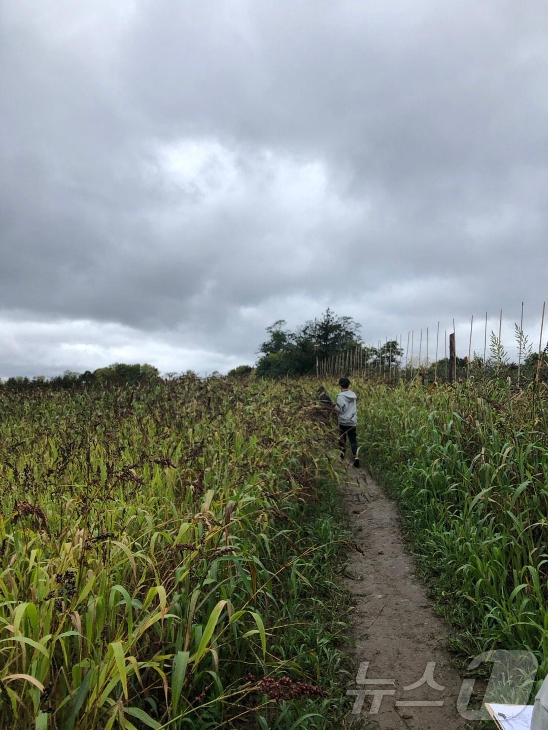본문 이미지 - 옥수수밭 미로 체험은 가을에 넓은 옥수수밭 속에서 길을 찾으며 모험을 즐기는 활동이다. 가족과 함께 미로를 탐험하고 다양한 미션을 해결하며 소중한 추억을 만든다. 2024. 10. 20/ⓒ 뉴스1 김남희 통신원