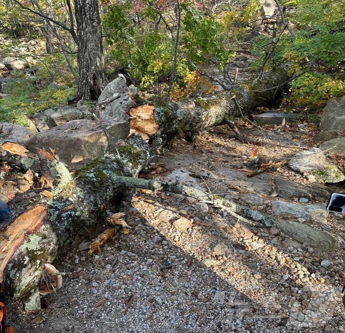 본문 이미지 - 강풍에 쓰러진 강원 속초 설악산 울산바위 인근 나무.(강원도소방본부 제공)