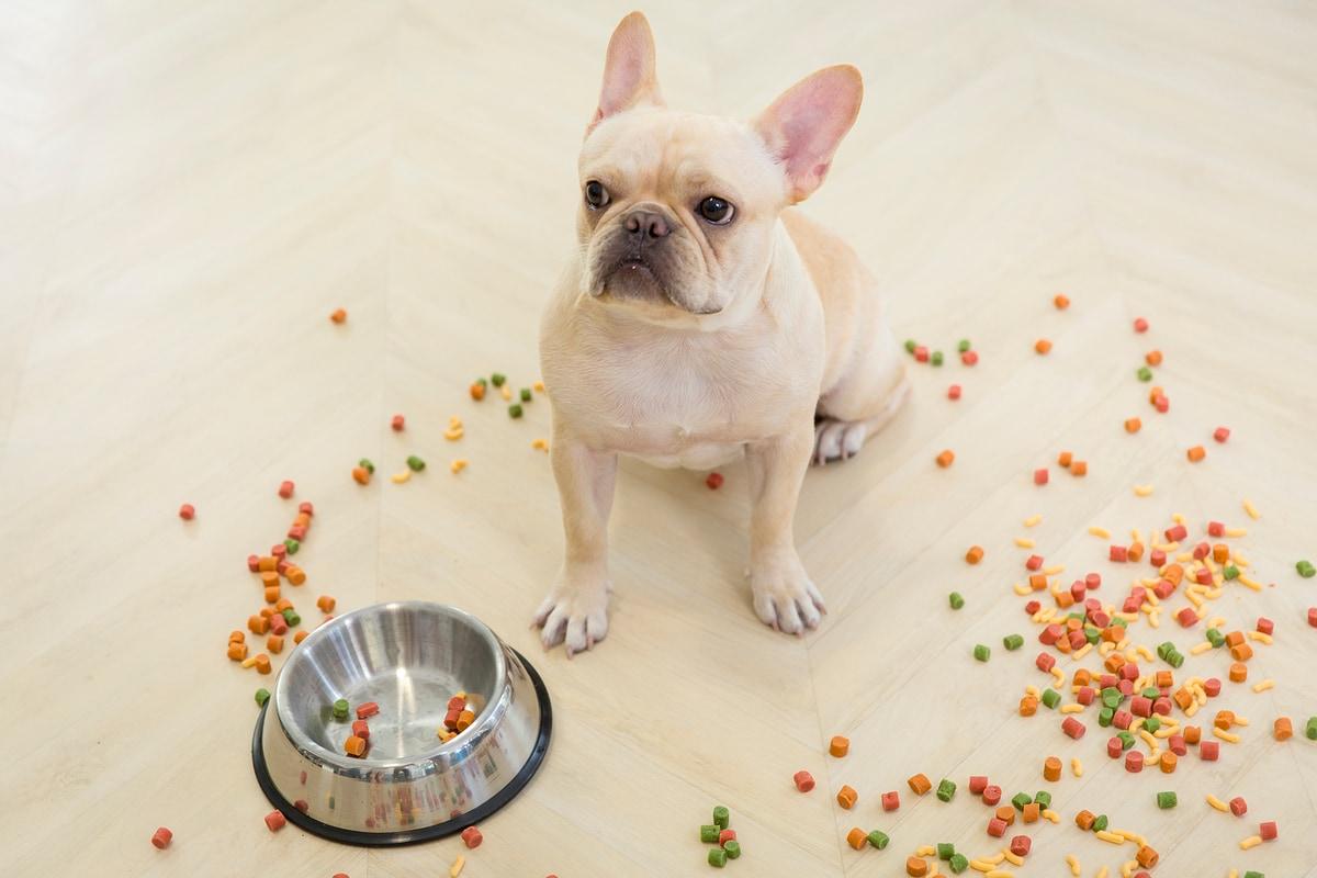 본문 이미지 - 강아지도 한 가지 사료만 먹으면 질릴 수 있다. (사진 이미지투데이) ⓒ 뉴스1