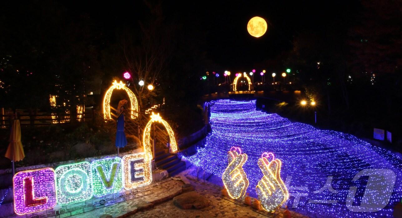 본문 이미지 - 2023월출산국화축제 아경 (영암군 제공)/뉴스1 