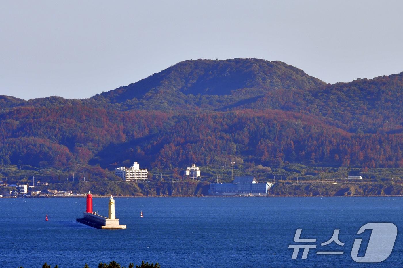 본문 이미지 - 2024년 10월 경북 포항시 남구 동해면 일대 산림에서 소나무재선충병에 감염된 소나무들이 붉게 변해 있다. ⓒ 뉴스1 최창호 기자