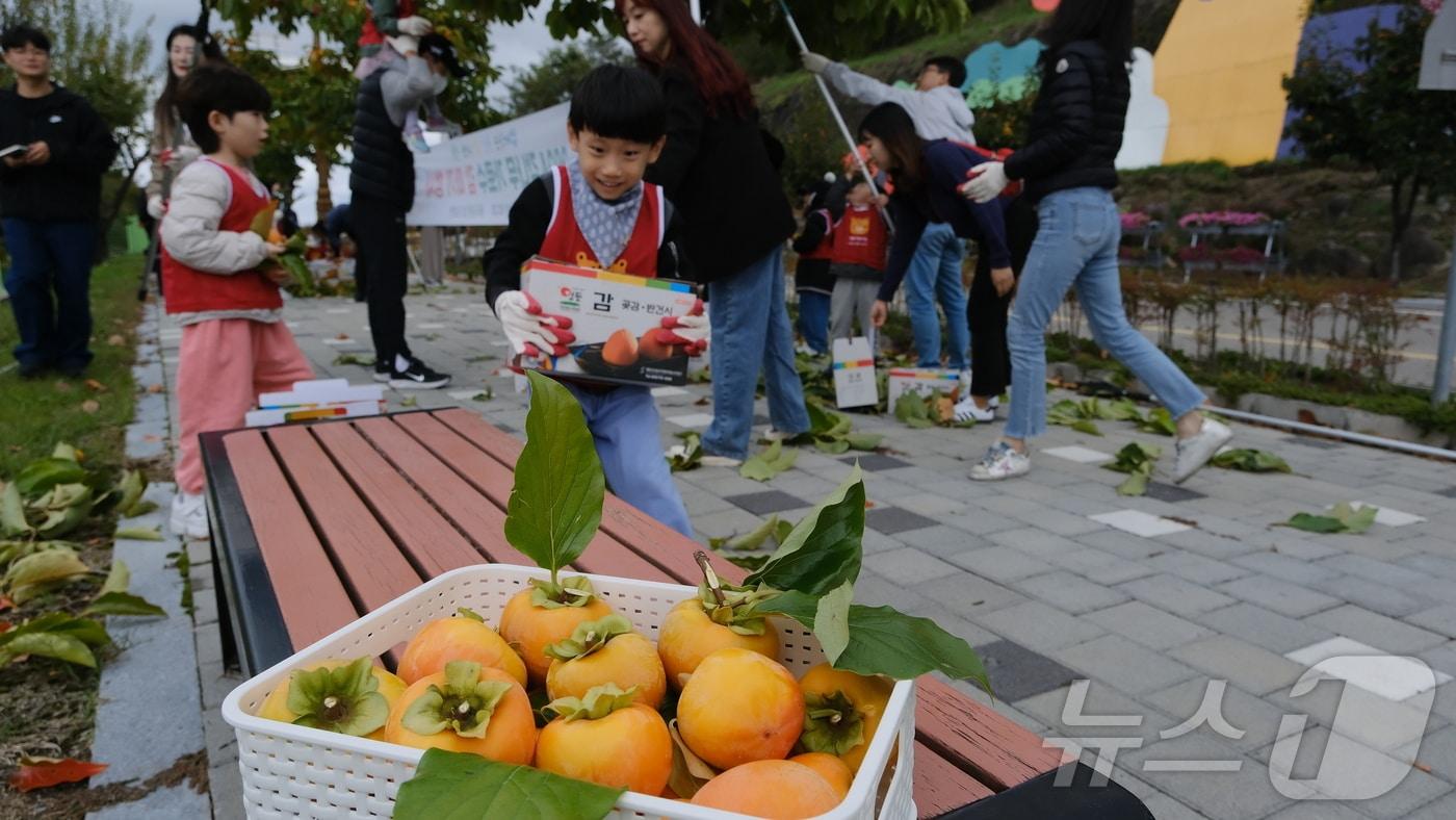 본문 이미지 - 충북 영동군에서 열린 가로수 감 따기 행사에 참여한 한 어린이가 즐거운 한때를 보내고 있다. (영동군 제공) /뉴스1
