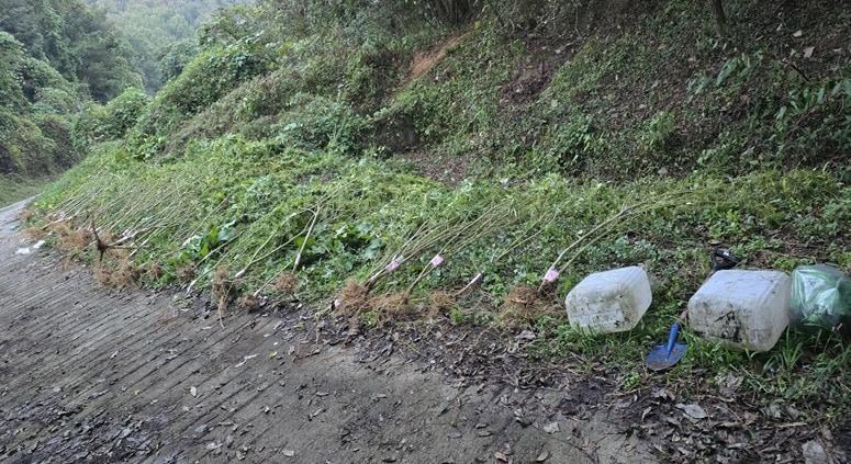 본문 이미지 - 세종시 한 야산에서 압수한 대마 55주. (세종경찰청 제공) / 뉴스1