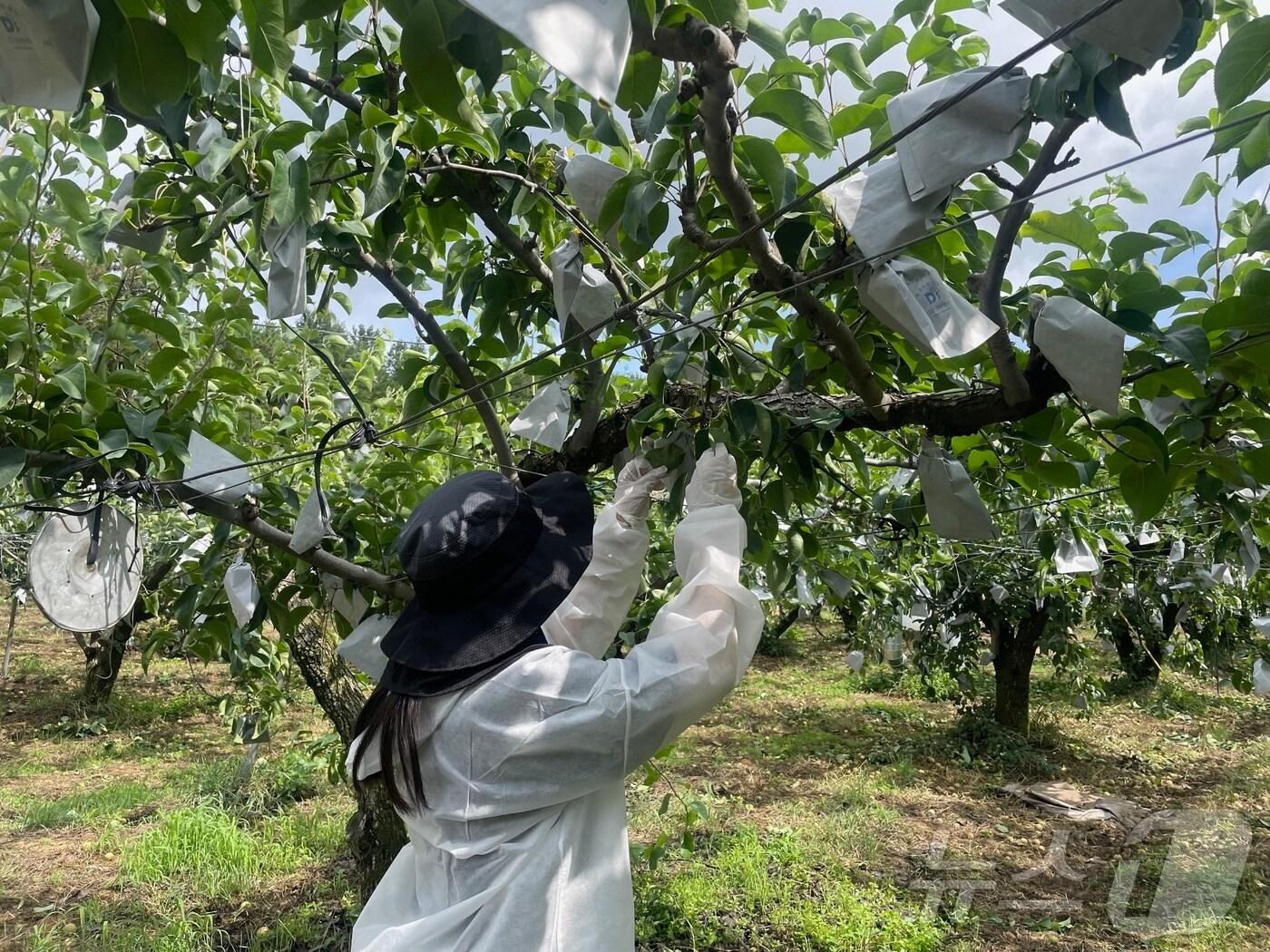 본문 이미지 - 전북자치도 임실군은 11월 1일까지 과수 화상병균의 외부 유입 차단을 위한 정밀 예찰을 실시한다.(임실군제공)2024.10.24/뉴스1