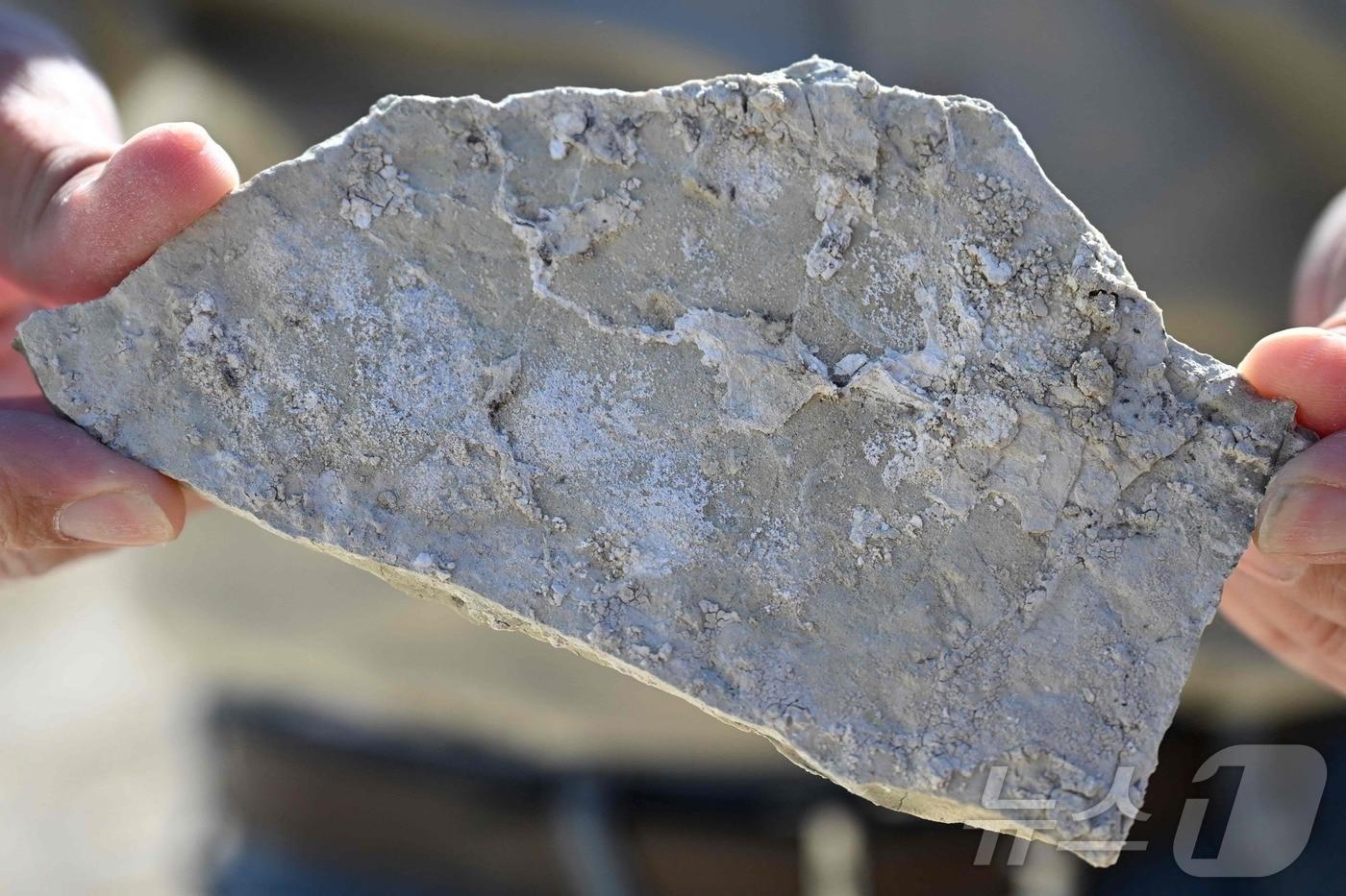 본문 이미지 - 미국 네바다주 라이오 라이트 릿지에 있는 리튬-붕소 채굴 프로젝트 현장에 전시된 리튬과 붕소를 모두 함유한 암석인 시슬사이트 조각 ⓒ AFP=뉴스1