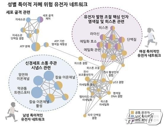 본문 이미지 - 성별 특이적인 자폐 연관 유전자 네트워크.(고려대 제공)/뉴스1