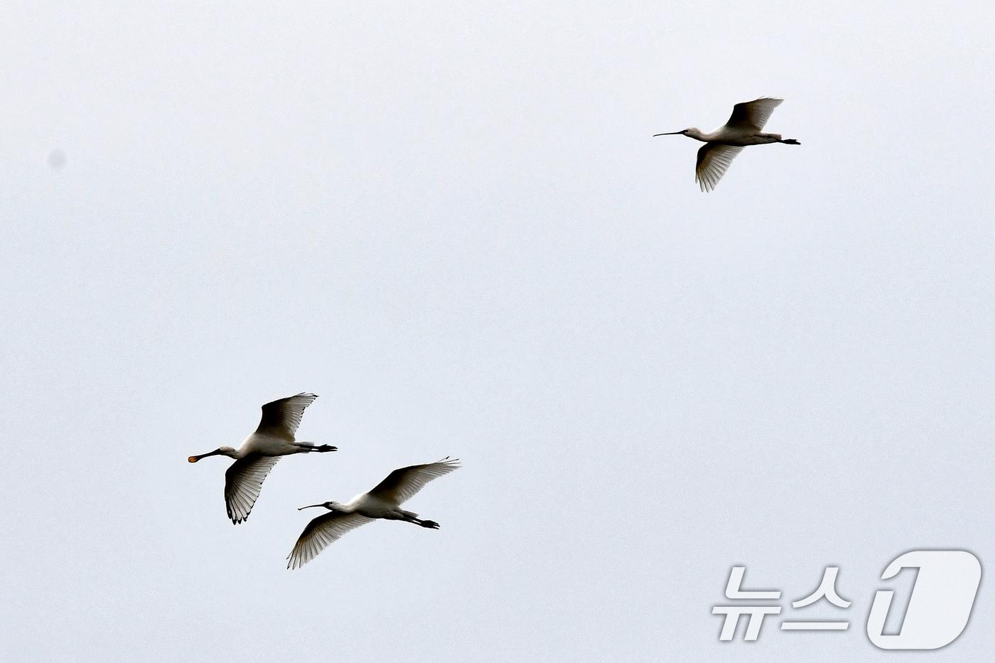 본문 이미지 - 27일 천연기념물 205호인 노랑부리저어새들이 포항시 남구 연일읍 유강리 형산강 위를 날고 있다. 2024.10.27/뉴스1 ⓒ News1 최창호 기자
