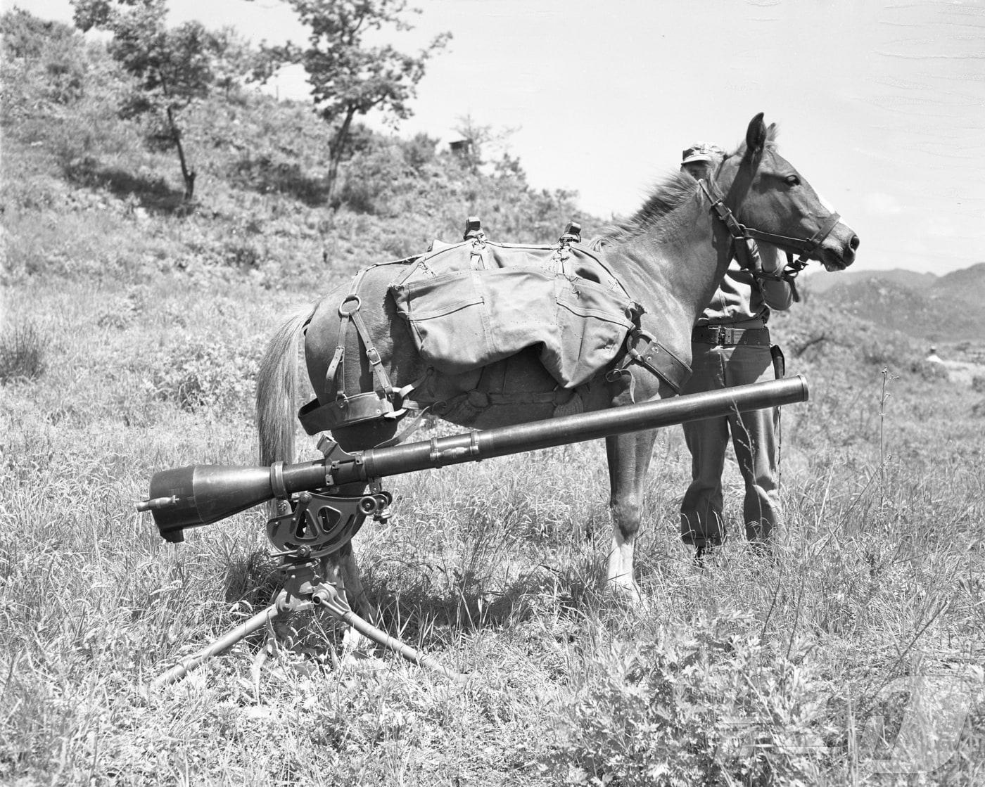 본문 이미지 - 6·25전쟁 영웅으로 불리는 제주마 혈통의 '레클리스(Reckless·1948~1968)' 생전 모습.(한국마사회 제주본부 제공)