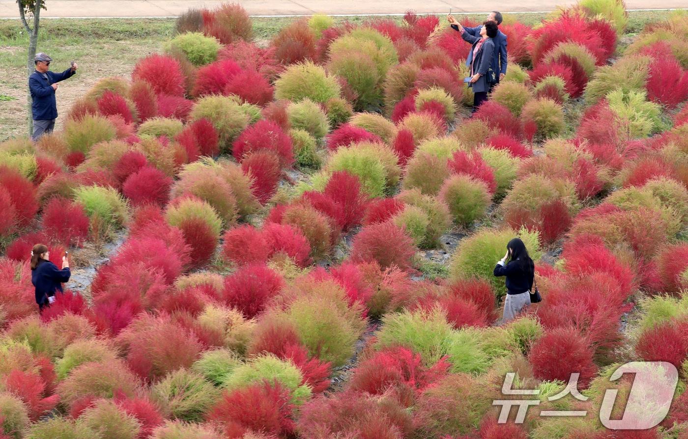 경남 양산 황산공원을 찾은 시민들이 붉게 물들어가는 댑싸리를 감상하며 가을 분위기를 즐기고 있다. 2024.10.28/뉴스1 ⓒ News1 윤일지 기자