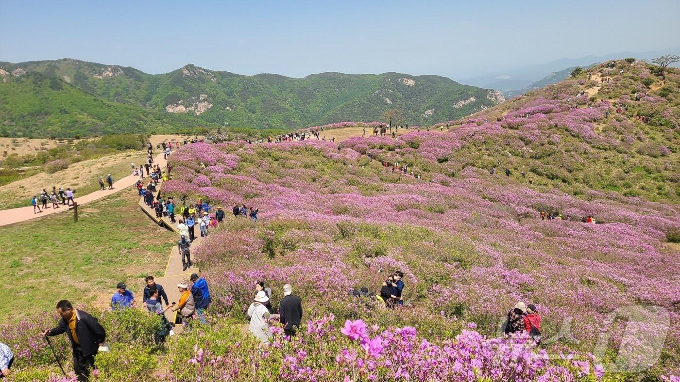 황매산 철쭉(합천군 제공).