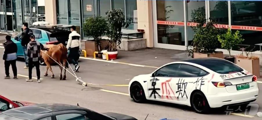 본문 이미지 - 소가 테슬라 전기차를 끄는 장면 - SCMP 갈무리