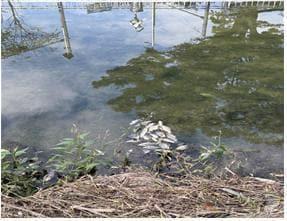 본문 이미지 - 29일 오전 9시 10분쯤 광주 북구 임동 서방천 인근에서 물고기 500여 마리가 폐사한 채 발견돼 북구청 직원들이 수거작업하고 있다.(광주 북구 제공)2024.10.29/뉴스