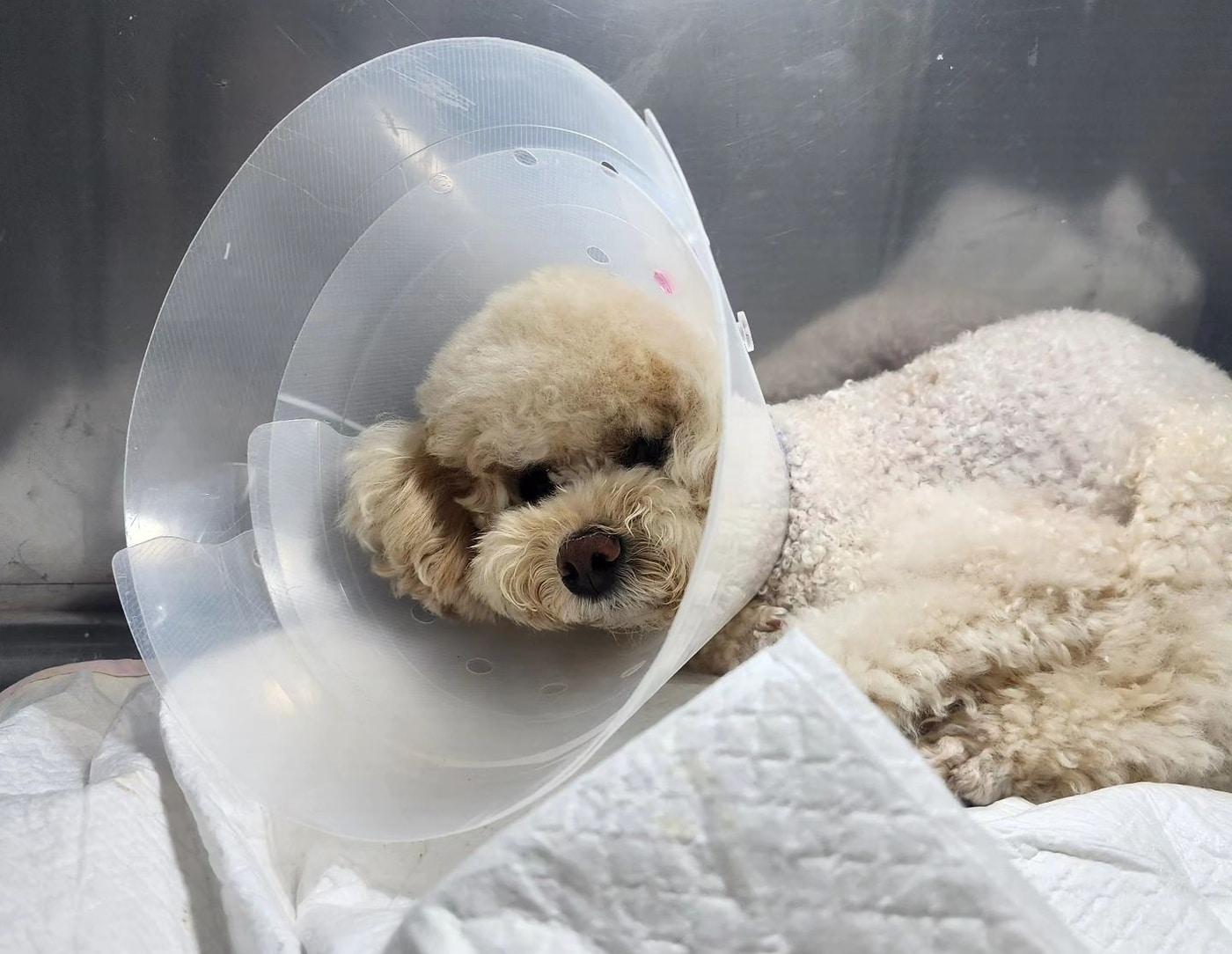 본문 이미지 - 반려견 링크는 최근 SFTS 감염으로 격리 병실에서 치료를 받았다. (인스타그램 voca9000 제공) ⓒ 뉴스1