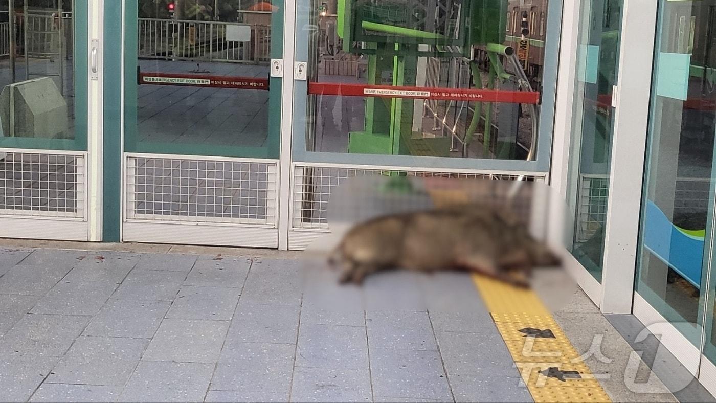 29일 오후 경남 양산에 출몰해 난동부린 멧돼지의 사체.(독자 제공)