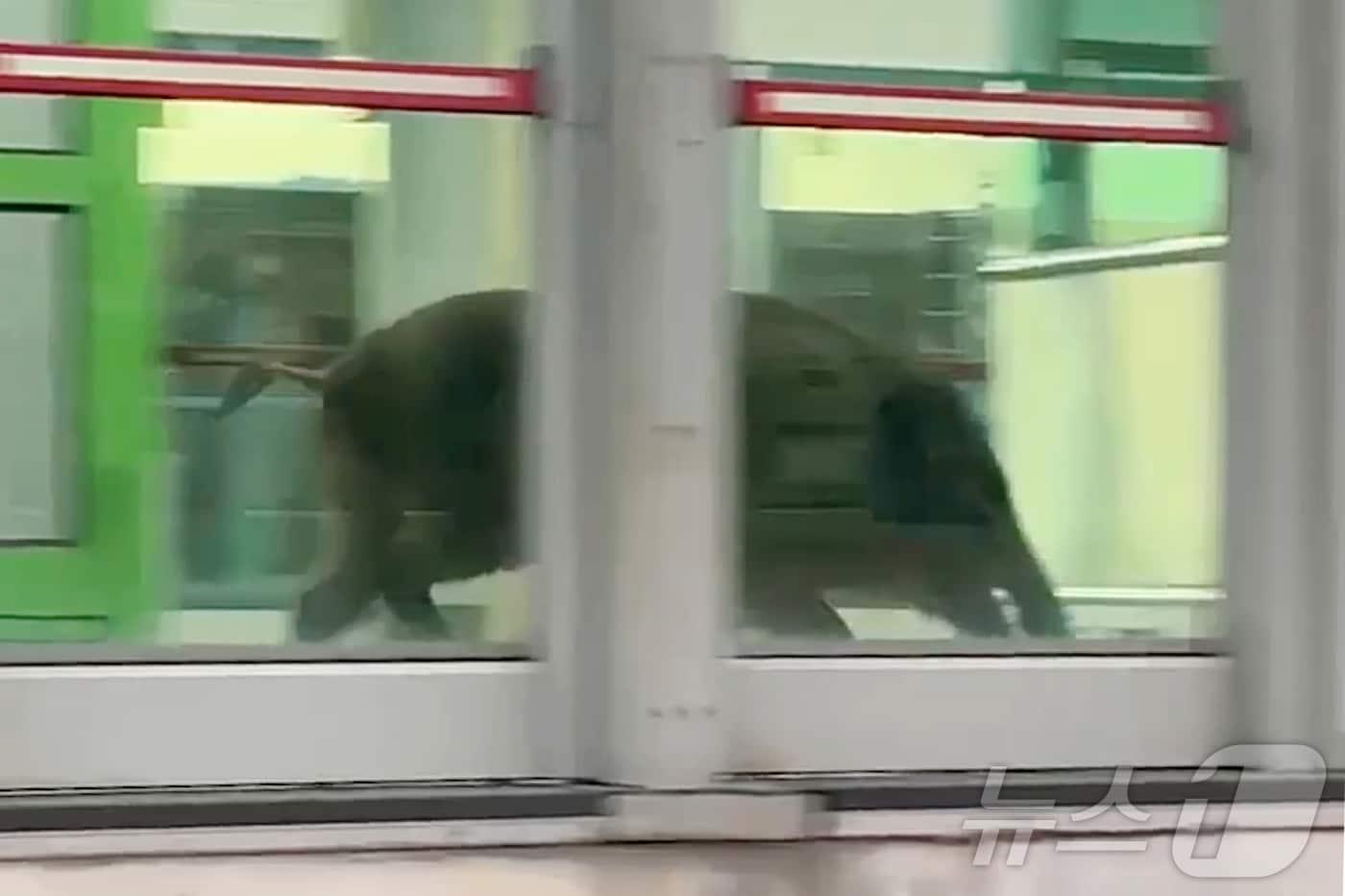 본문 이미지 - 29일 오후 4시 45분쯤 부산 도시철도 호포역에서 멧돼지가 난동을 부려 30대 남성 1명이 다치고 지하철역이 파손되는 사고가 났다. 자료사진 .(독자제공) 2024.10.30 ⓒ 뉴스1 장광일 기자