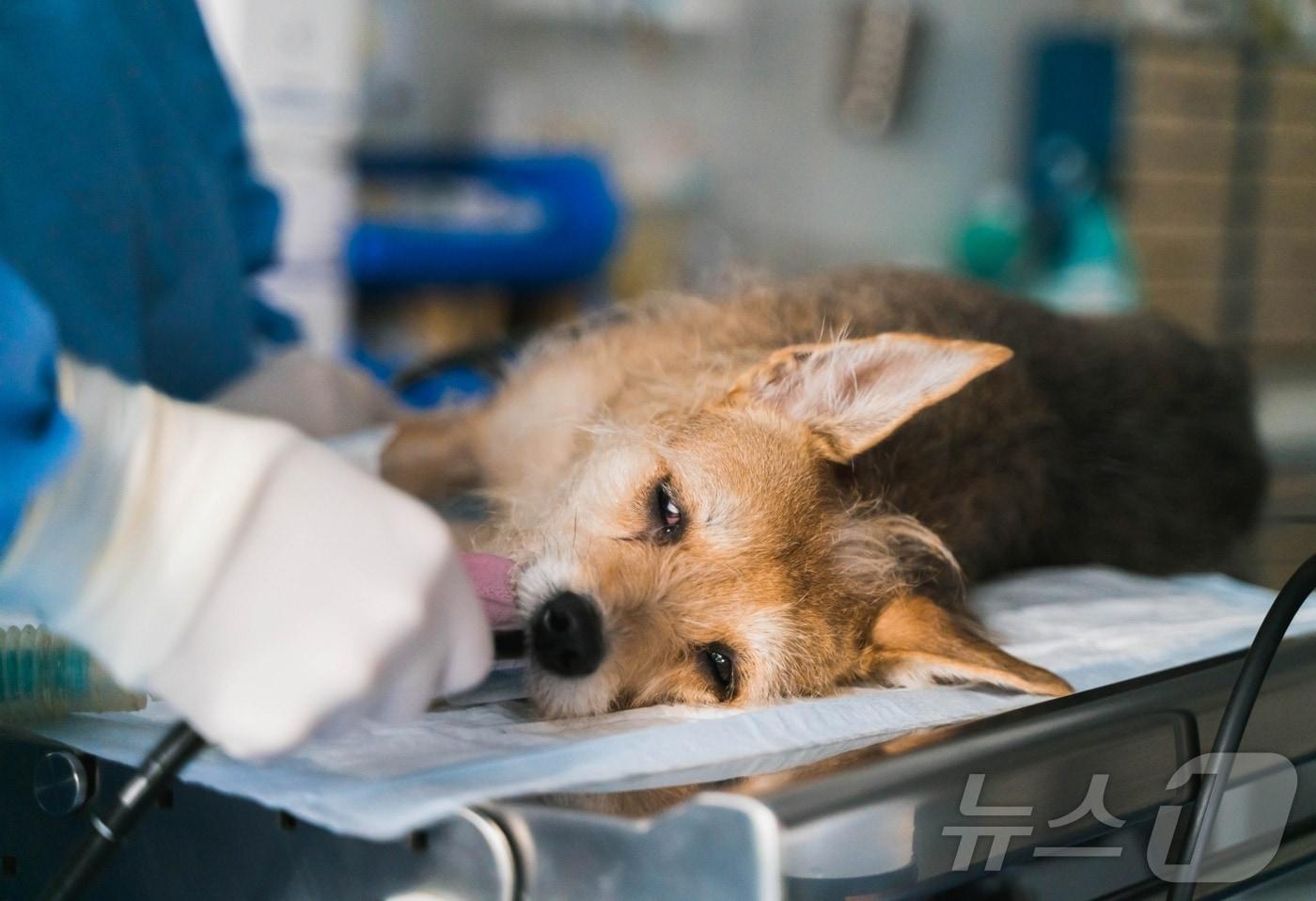 동물병원에서 치료 받고 있는 강아지(사진 이미지투데이) ⓒ 뉴스1