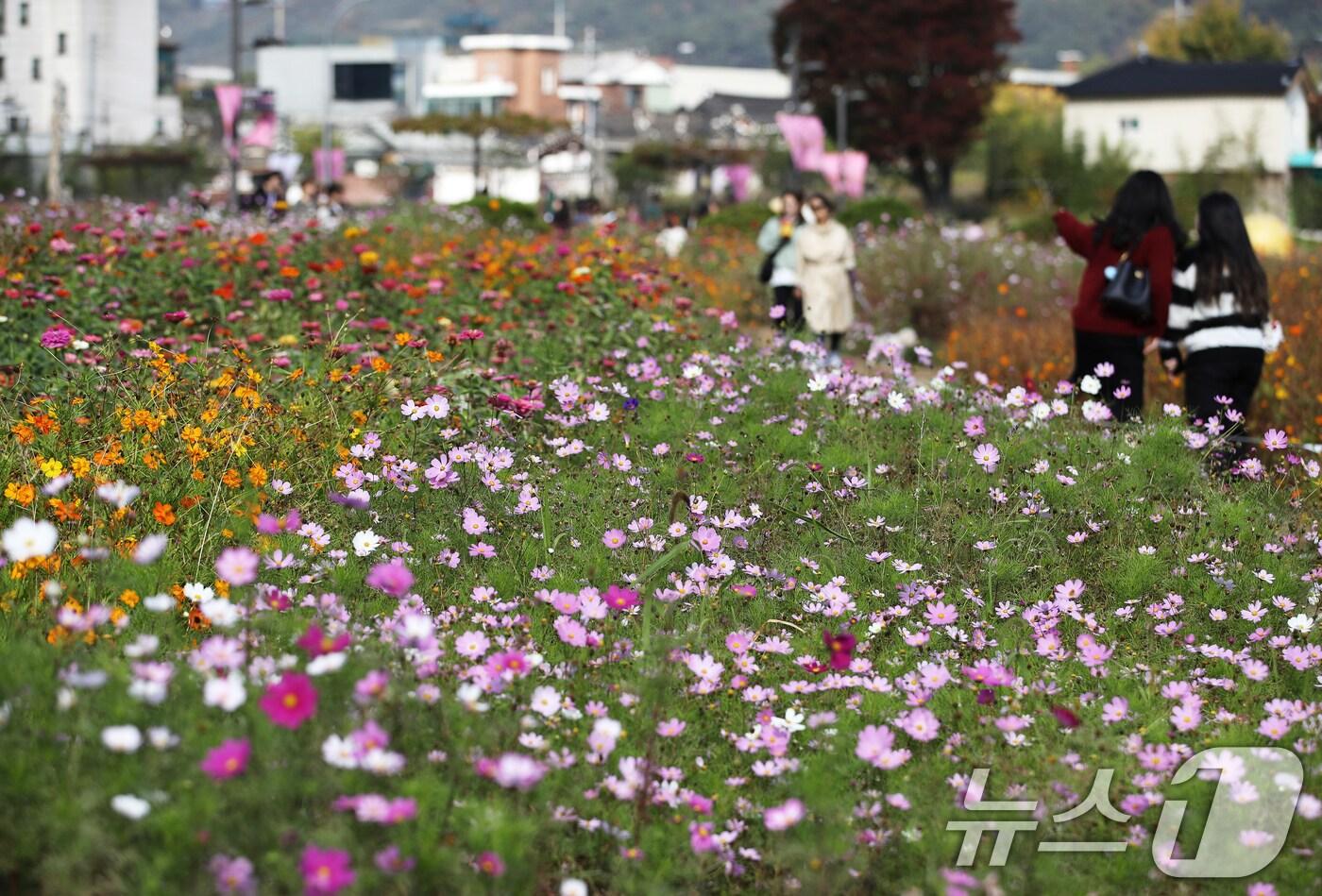 본문 이미지 - 완연한 가을 날씨를 보인 30일 서울 종로구 열린송현 녹지광장에서 시민들이 만개한 코스모스길을 걷고 있다. /뉴스1 ⓒ News1 오대일 기자