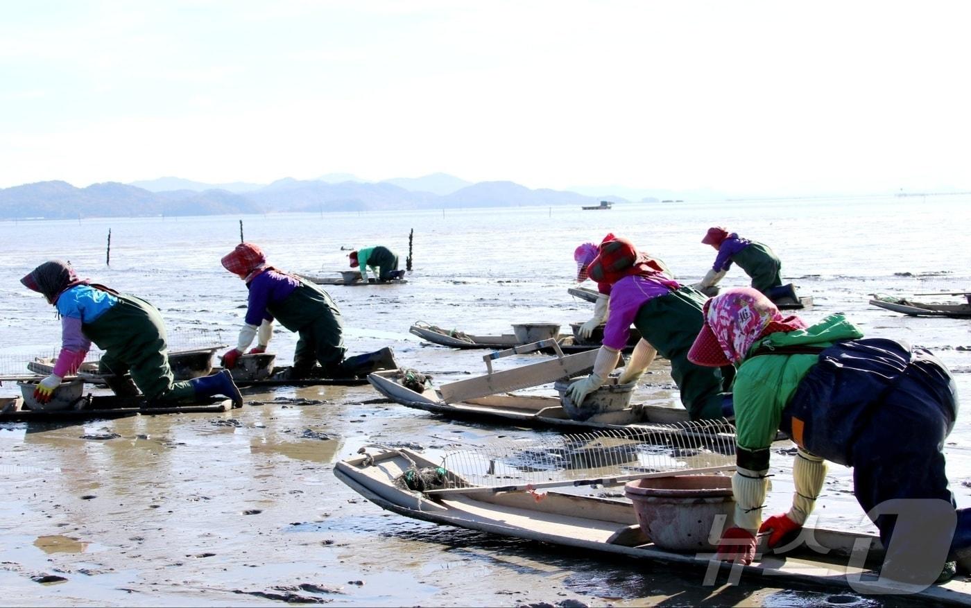 본문 이미지 - 전남 보성군 벌교읍 갯벌에서 어민들이 참꼬막을 캐고 있다.(보성군 제공)2024.10.31/뉴스1