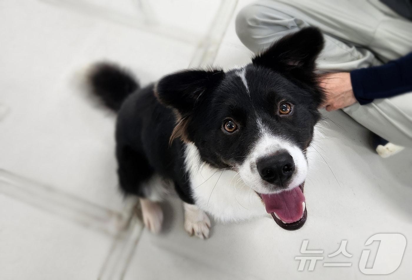 동물과 함께 행복한 세상에서 보호 중인 '콜라' ⓒ 뉴스1 한송아 기자