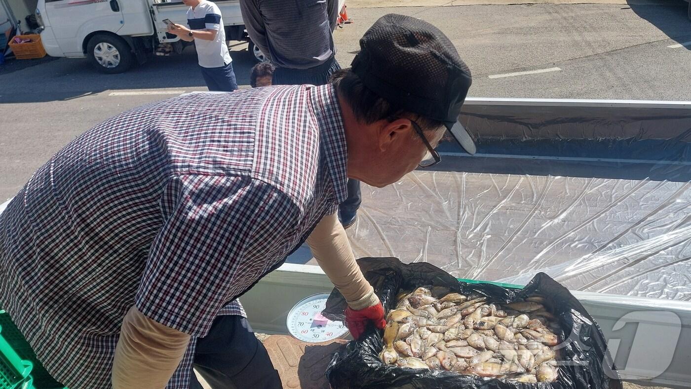 보은군  유해어류 수매 장면(보은군 제공) /뉴스1