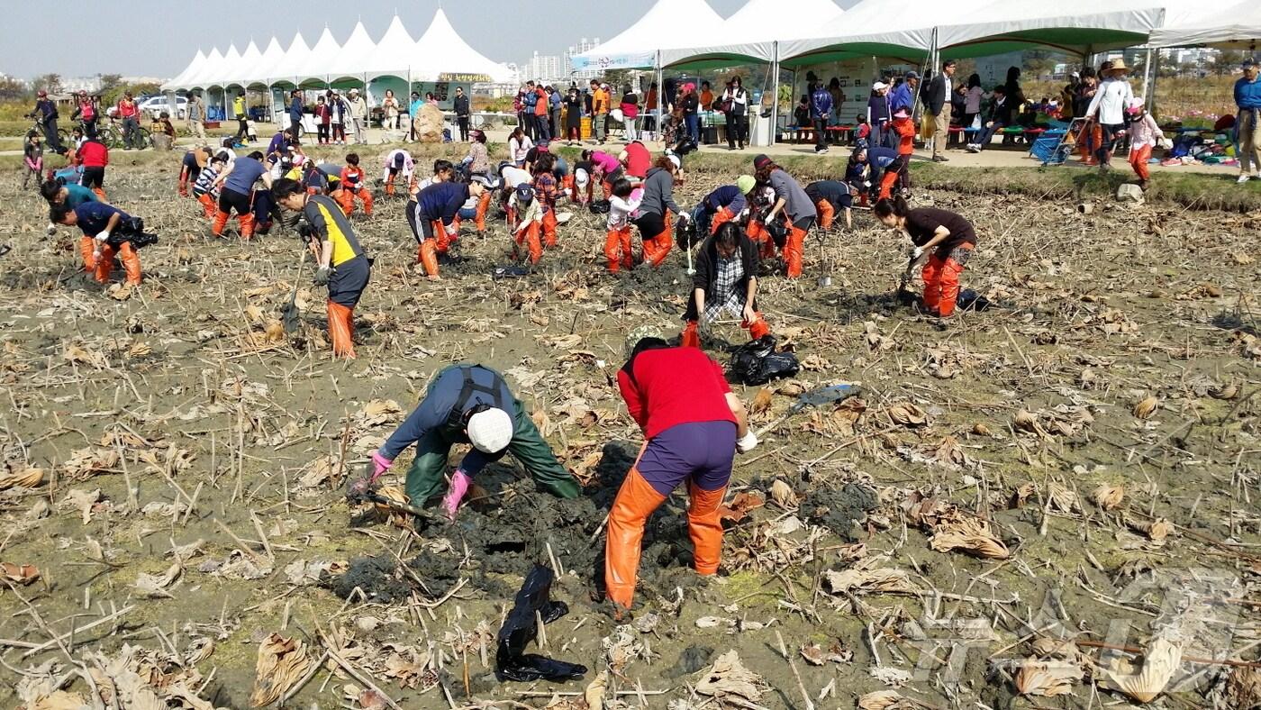 본문 이미지 - 연근캐기 행사.(시흥시 제공)