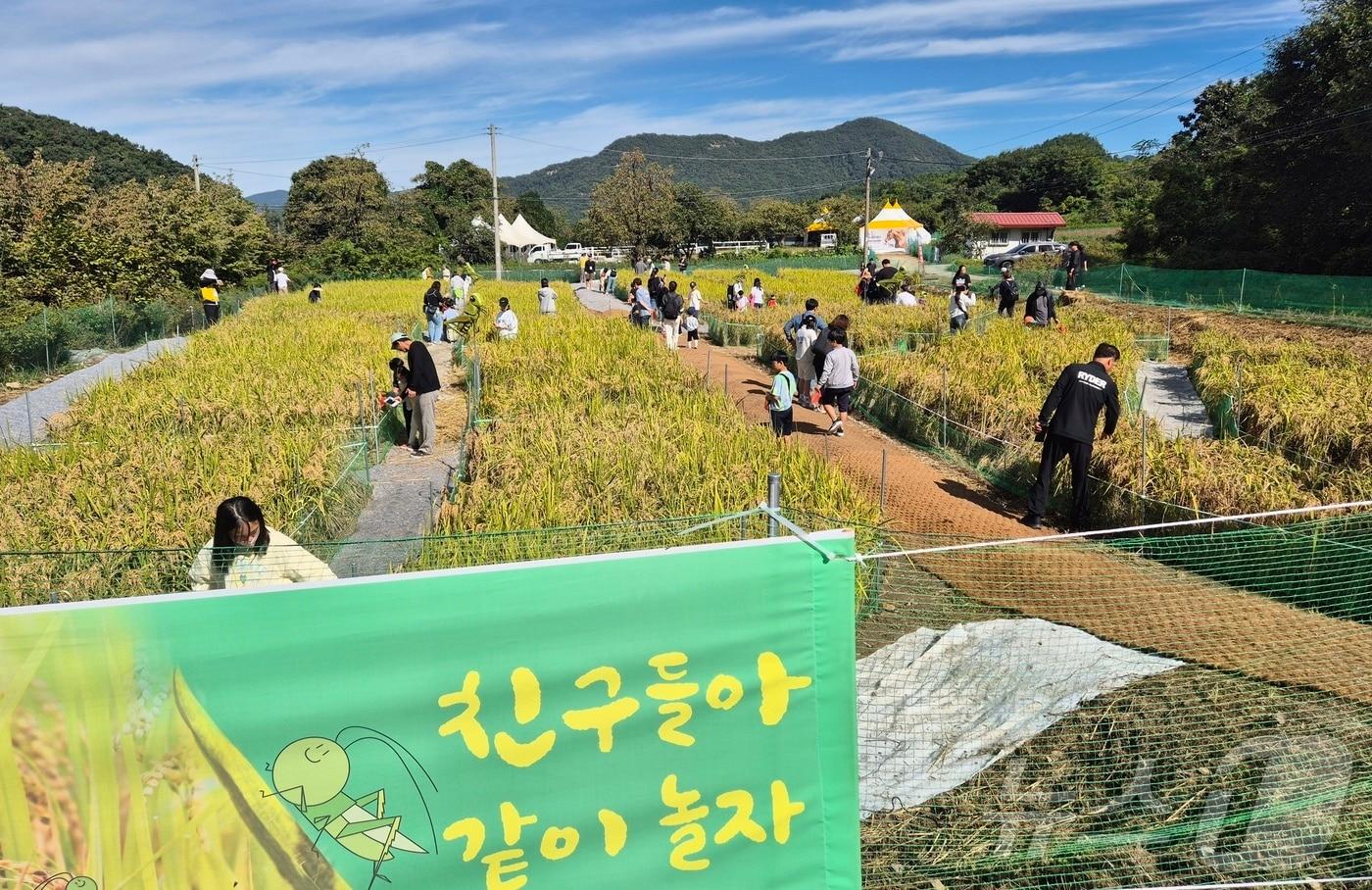 본문 이미지 - 5일 전북 완주군 고산자연휴양림 일원에서 열린 완주와일드&로컬푸드 축제를 찾은 가족들이 메뚜기 잡기 체험활동을 하고 있다. 2024.10.5/뉴스1 ⓒ News1 강교현 기자