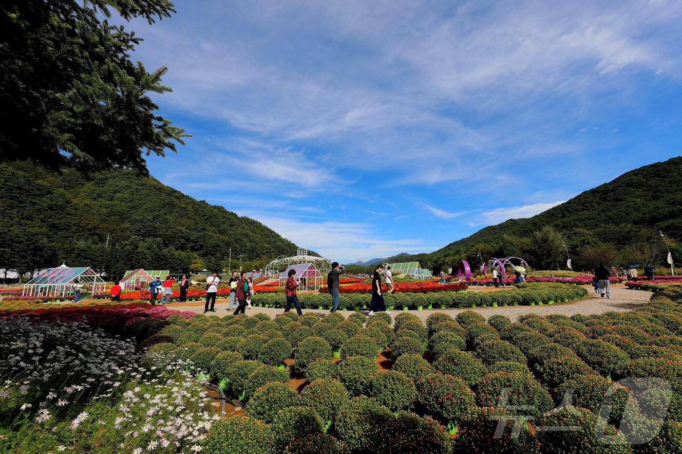 지난해 10월 5일 강원 인제 북면 용대리에서 열린 제6회 인제 가을꽃축제장을 찾은 관람객들이 여유로운 주말을 보내고 있다. (인제군 제공) 2024.10.5/뉴스1 