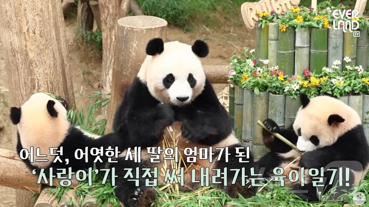 본문 이미지 - '사랑이 육아일기' 유튜브 캡처(에버랜드 제공)