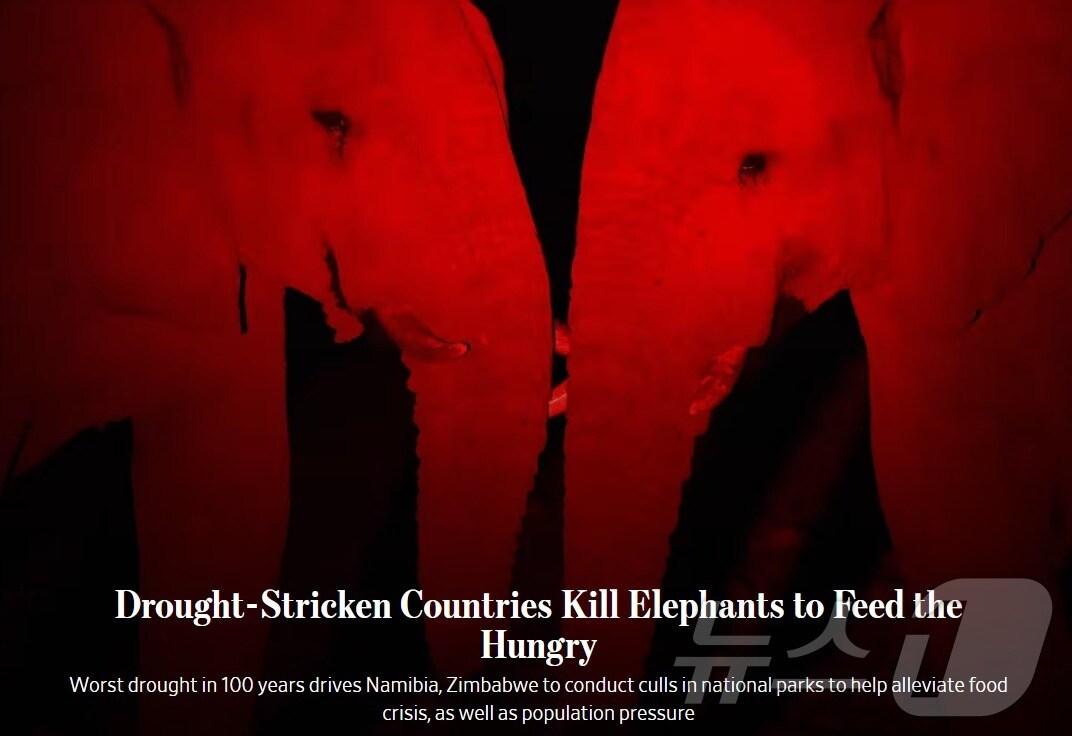 본문 이미지 - 해당 기사 - WSJ 갈무리