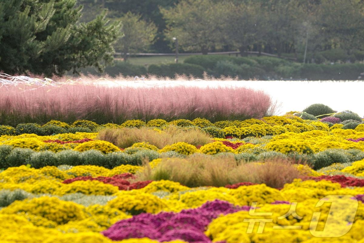 본문 이미지 - 고양시 창릉천 코스모스 축제가 열리는 덕양구 강매석교공원. (고양시 제공)