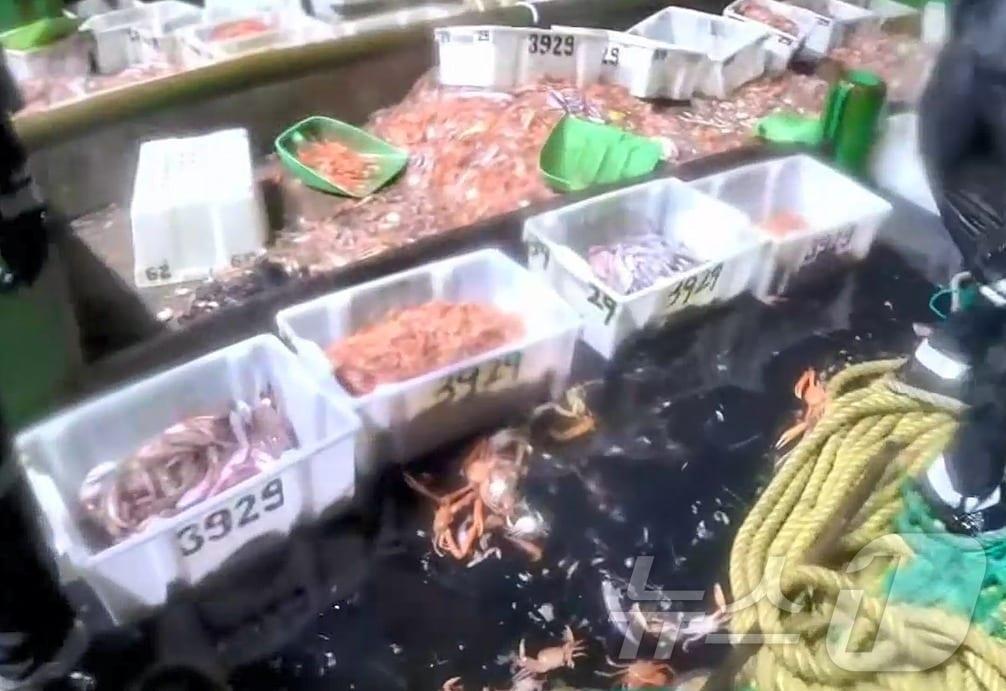 본문 이미지 - 지난 6일 밤 11시10분 쯤 제주 마라도 남쪽 96㎞ 인근 해상에서 중국어선 타하망(새우잡이) A호(252톤급, 온령선적, 11명)가 서귀포해양경찰에 붙잡혔다.(서귀포해양경찰서 제공)2024.10.7 ⓒ 뉴스1 홍수영 기자