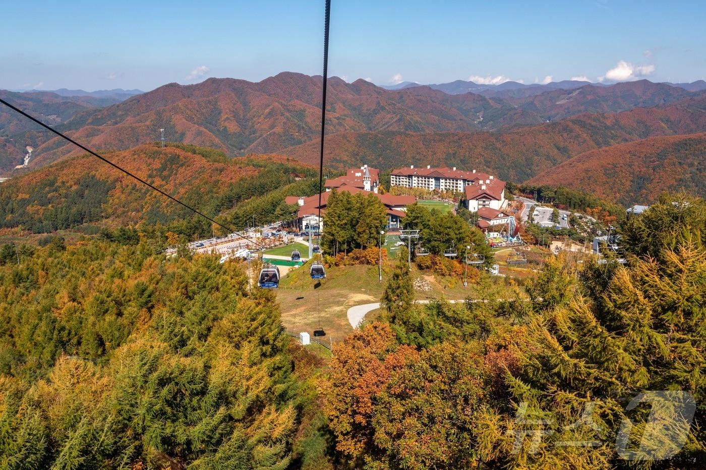 하이원리조트의 가을 케이블카(강원랜드 제공)