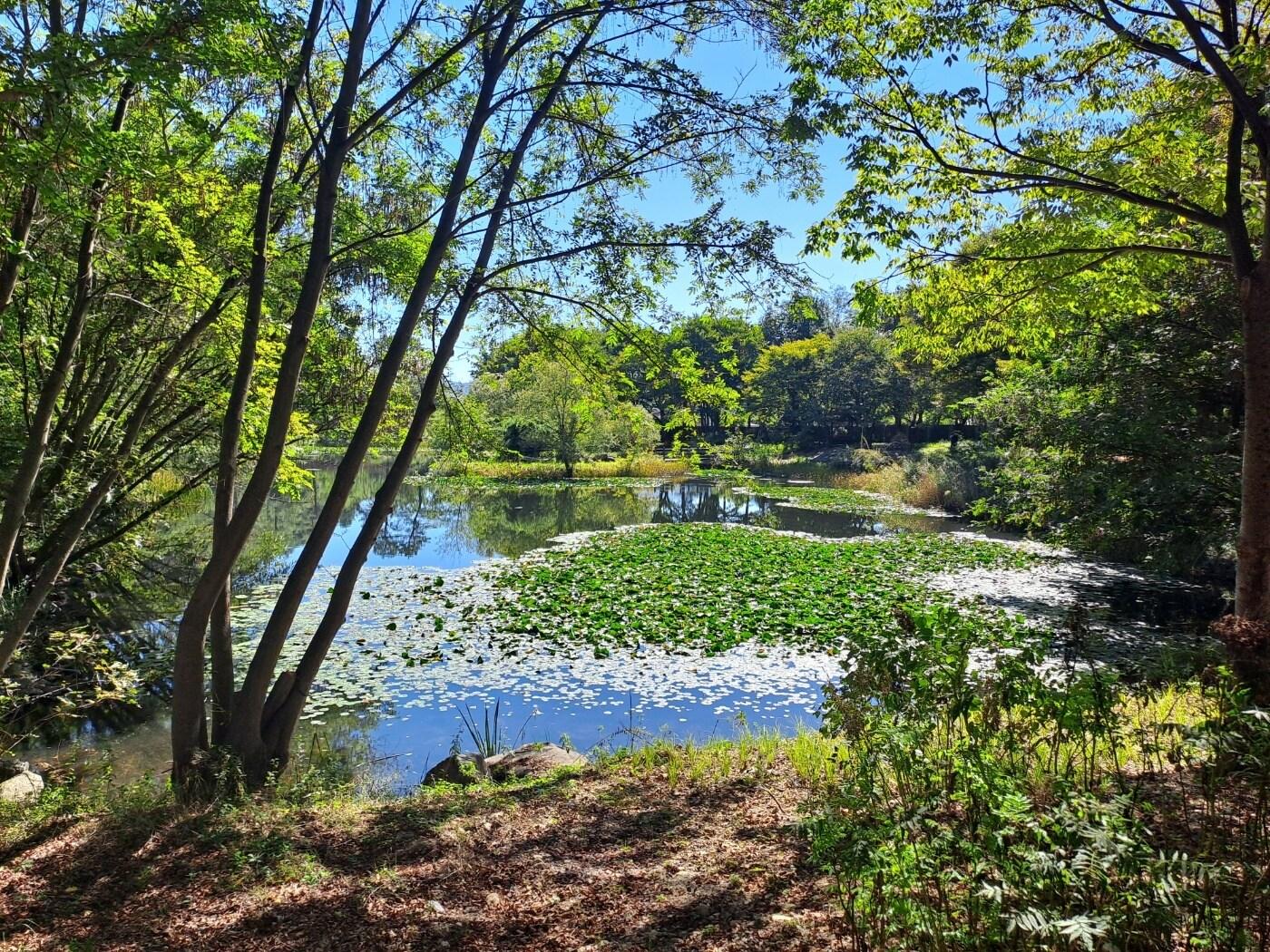 본문 이미지 - 경기 가평군 수도기계화보병사단 내 하늘정원 습지(가평군 제공)/뉴스1 