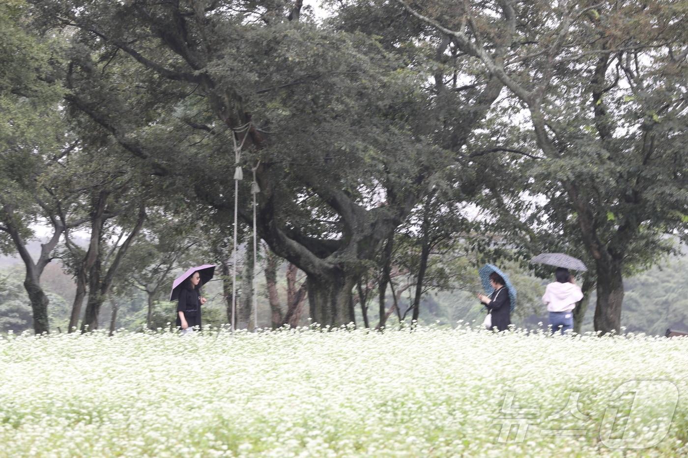 9제주시 조천읍 와흘리 메밀밭을 관광객 등이 우산을 쓰고 걷고 있다. ⓒ News1 강승남 기자