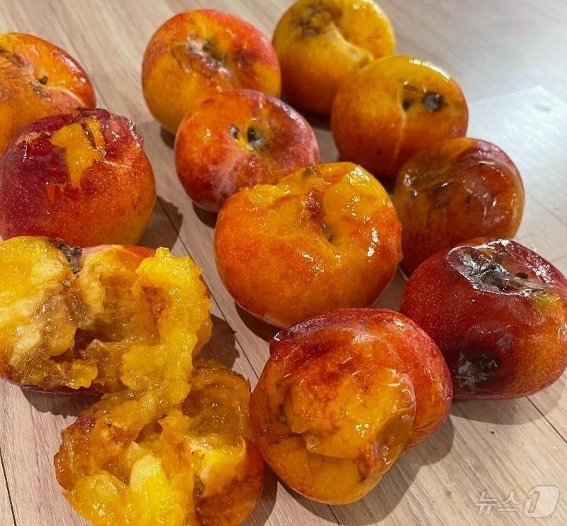 본문 이미지 - ('보배드림')