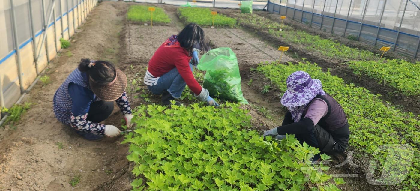 본문 이미지 - '토경' 재배 방식으로 참당귀 잎을 재배하는 강원 지역 한 농가.(강원도농업기술원 제공) 2024.11.10/뉴스1