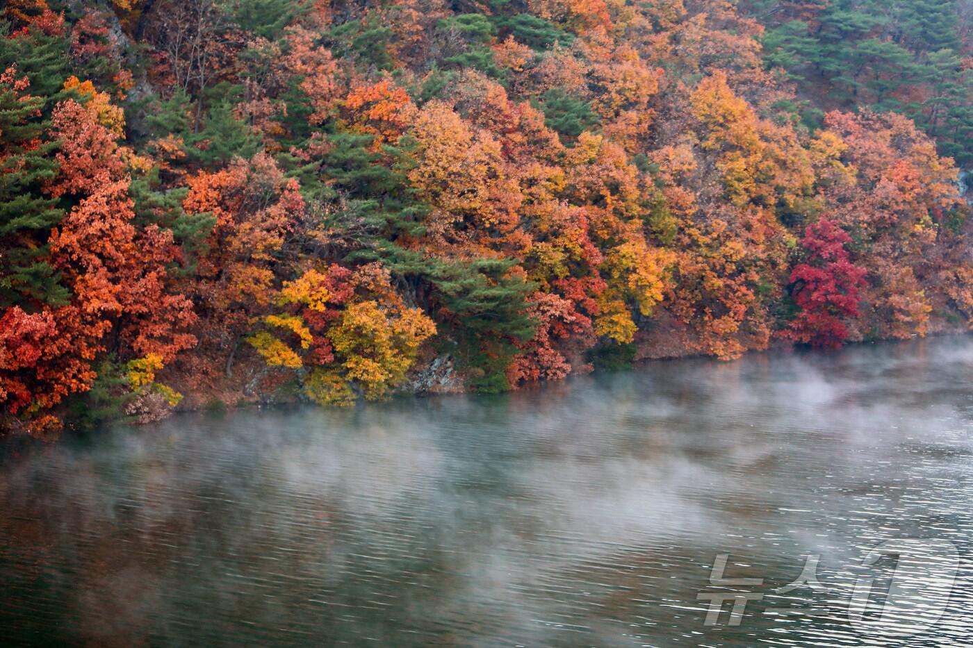 10일 오전 강원 인제군 소양호가 급격히 떨어진 기온의 영향으로 물안개가 피면서 오색 단풍과 어우러지며 장관을 연출하고 있다.(인제군 제공) 2024.11.10/뉴스1 ⓒ News1 윤왕근 기자