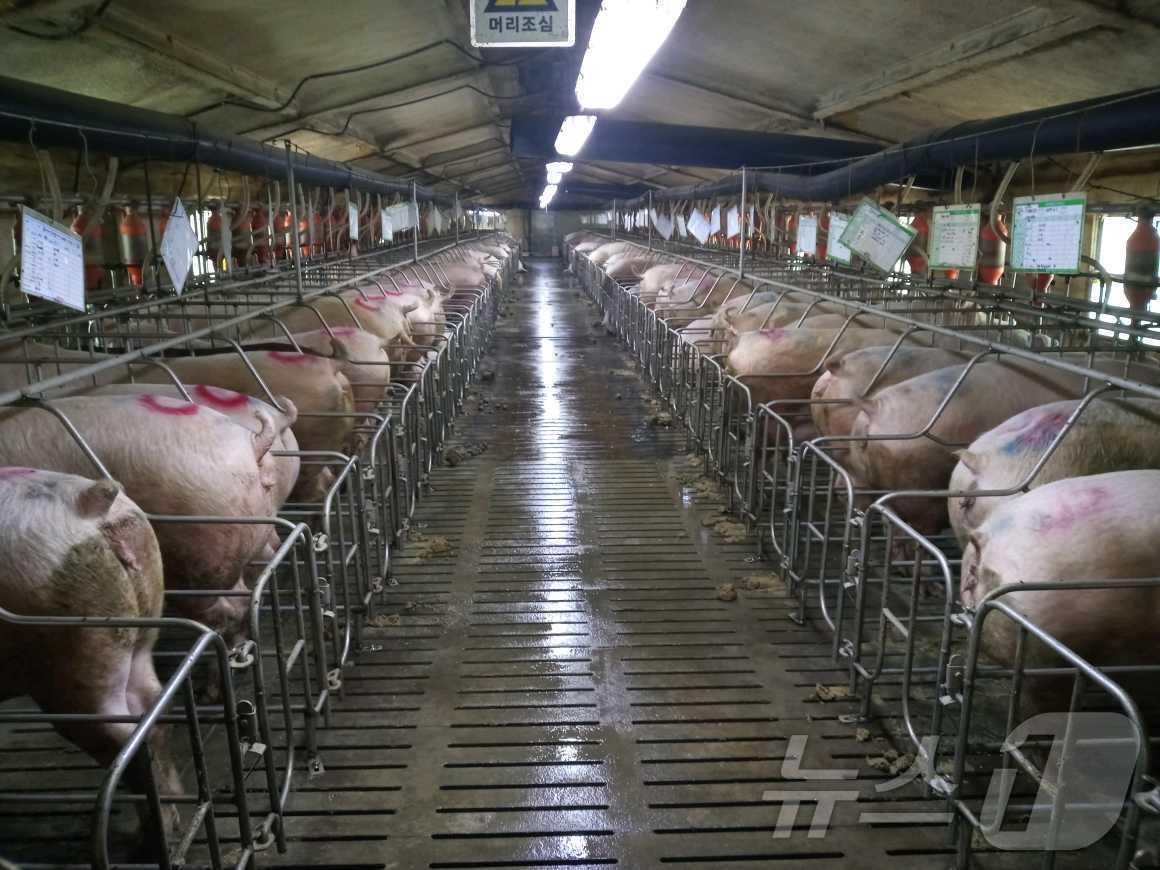 본문 이미지 - 돼지 농가 (기사 내용과 무관함)ⓒ 뉴스1 DB